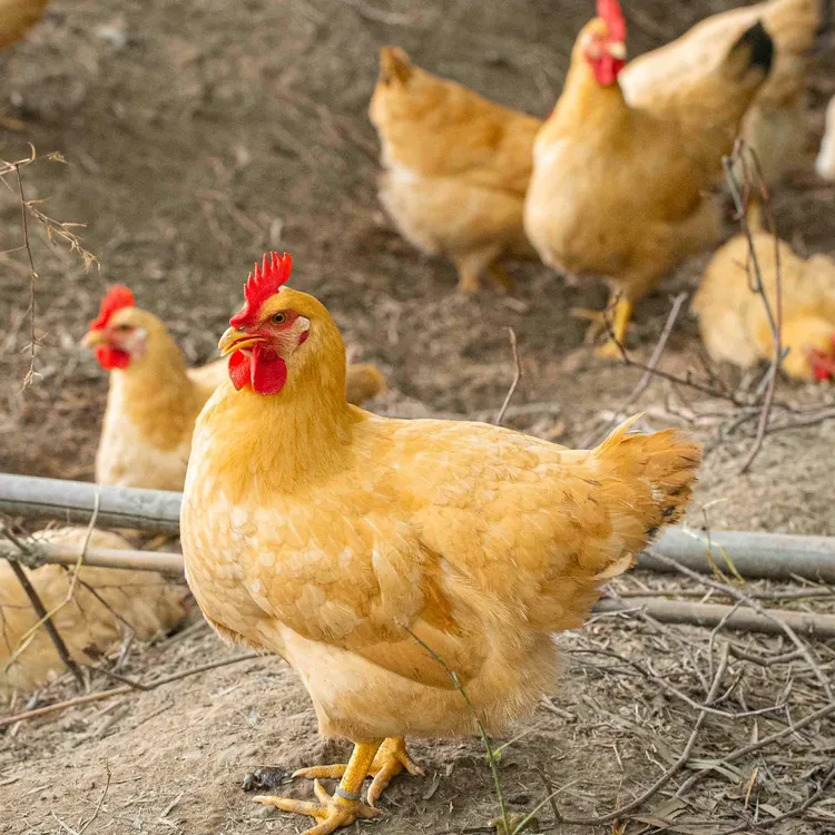 一只正宗苏北草鸡 一年母鸡 炖汤红烧白切清蒸 现宰现发 顺丰包邮