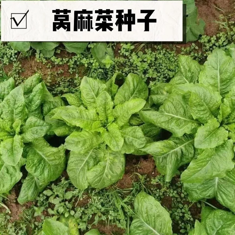 皱叶莴麻菜种子窝鸡菜种籽叶用莴苣莴笋叶曲麻菜春秋四季蔬菜种子