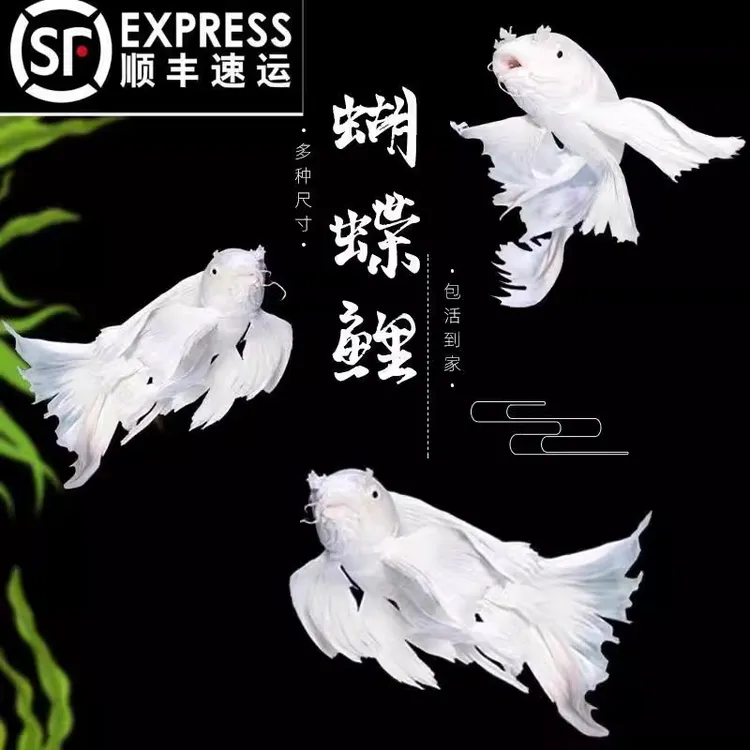 顺丰纯种蝴蝶鲤短身球体观赏鱼冷水鱼锦鲤招财鱼鱼苗金鱼好养包活
