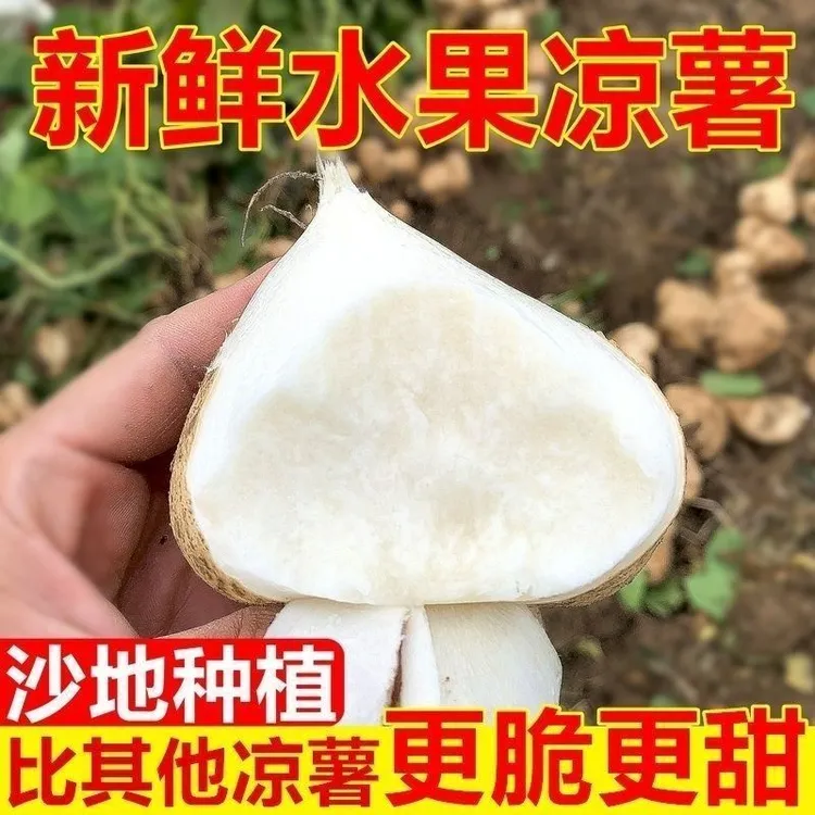 湖北天门凉薯地瓜沙葛现挖现发新鲜应季地萝卜脆嫩多汁坏了包赔