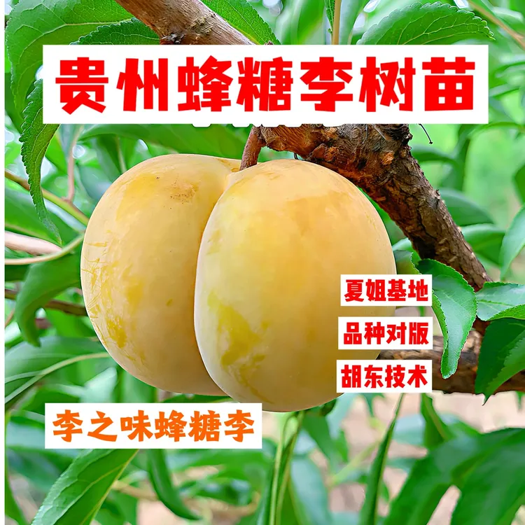 贵州蜂糖李树苗-夏姐基地-胡东技术-李之味蜂糖李苗-贵州蜂糖李苗