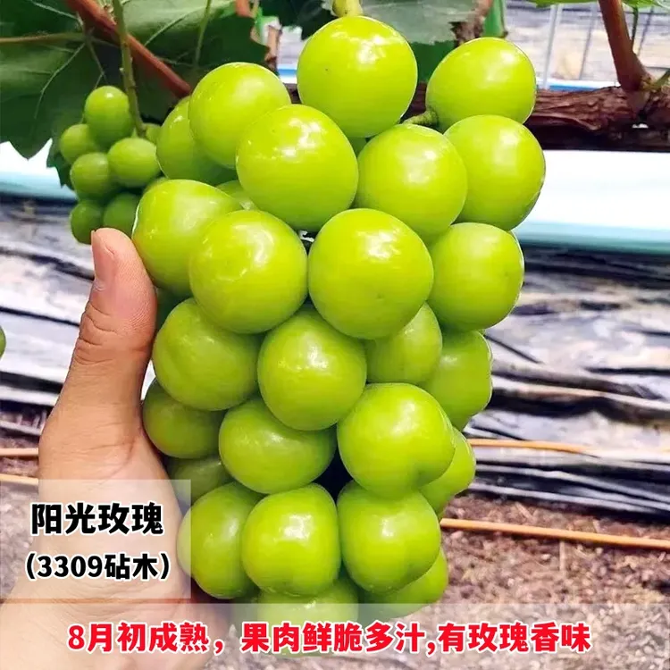 阳光玫瑰葡萄苗 3309砧木嫁接葡萄苗南北方种植葡萄树苗盆栽地栽