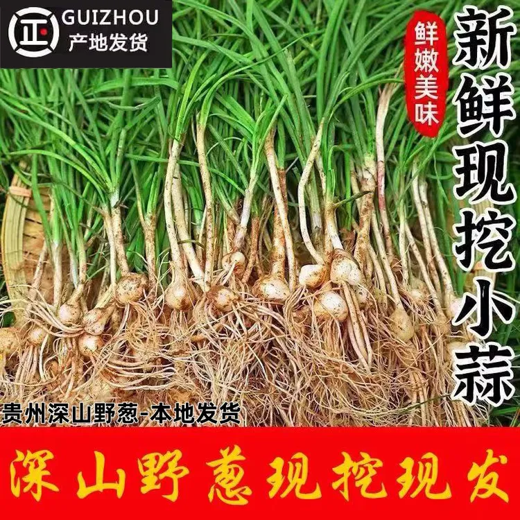 【多拍就送】贵州新鲜野葱胡葱野生菜小根葱薤白野山葱野生苦葱野葱
