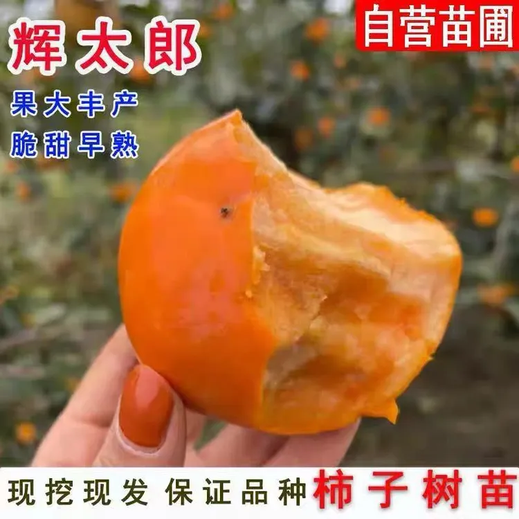 日本辉太郎柿子树苗嫁接脆甜柿子树苗南北方种植盆栽地栽当年结果