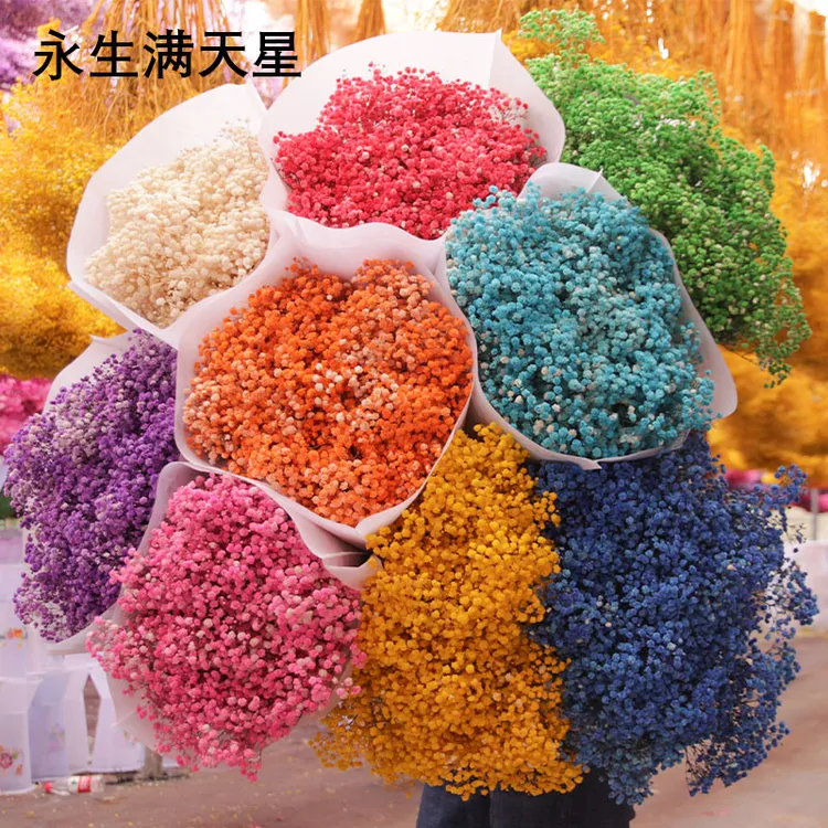 AB级品质永生满天星工厂批发花头饱满颜色均匀