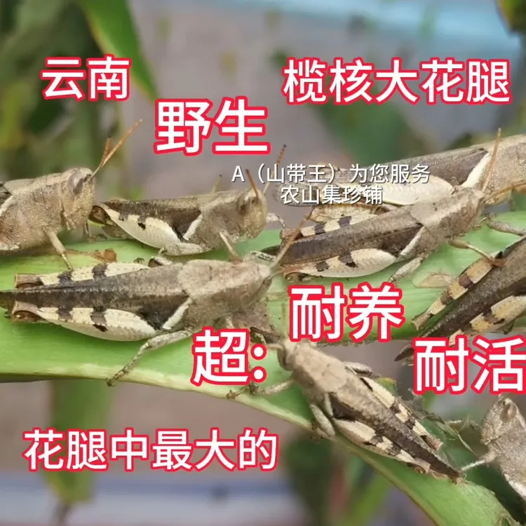云南野生榄核大花腿蚂蚱蚱蜢超耐养耐活发顺丰包邮丁蜢大花面稻蝗