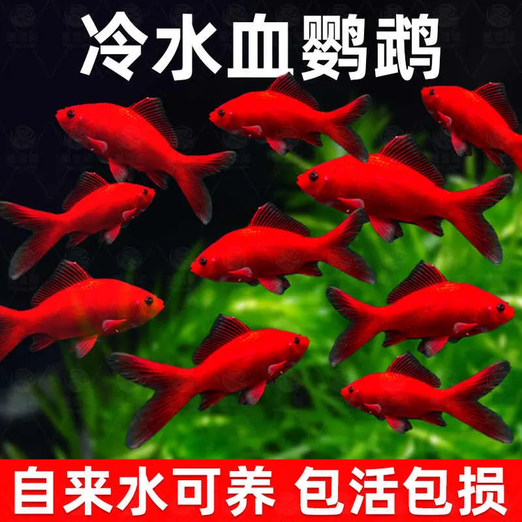 冷水鹦鹉观赏鱼耐活好养招财红鱼淡水血红金鱼活鱼锦鲤