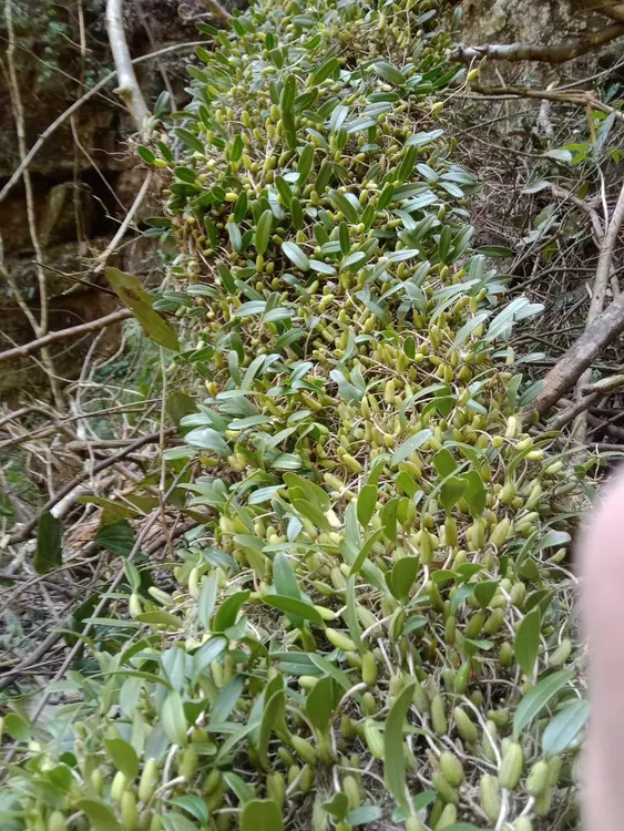 【聚菜】正品石米石橄榄  煲汤  煮水