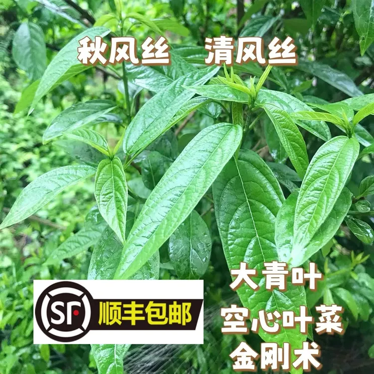 顺丰浙江温州永嘉秋风丝清风丝青红丝大青叶金刚术空心菜野生野菜