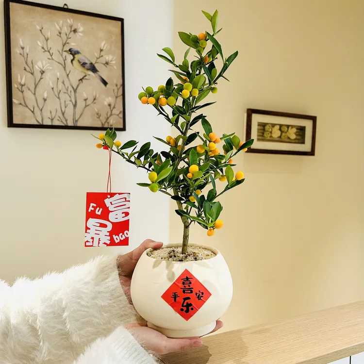 人工培育福豆年桔带果盆栽室内绿植高级感客厅花卉植物盆景年宵花