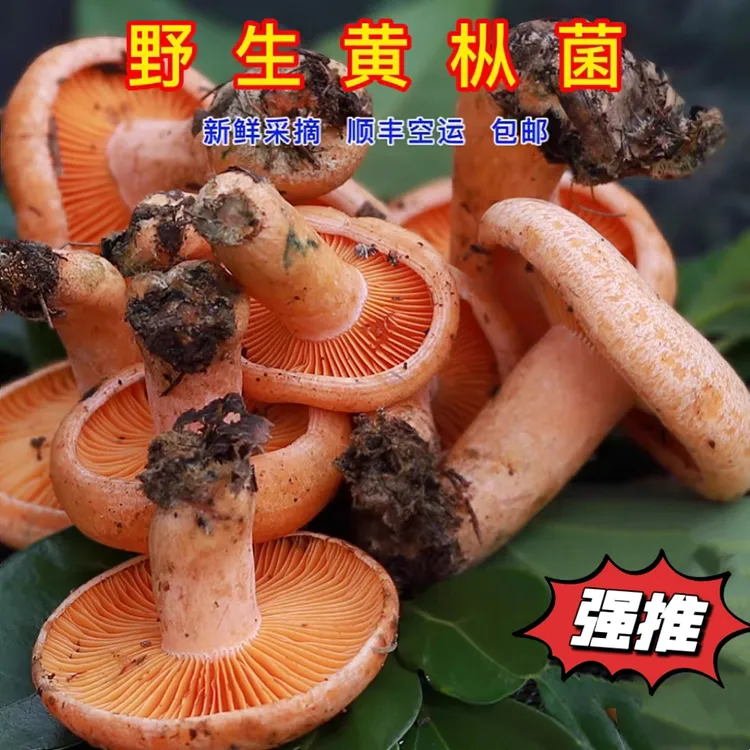 湖南野生新鲜蘑菇黄枞树菌菇重阳松树寒菌三九菇雁来蕈松树菌菌子