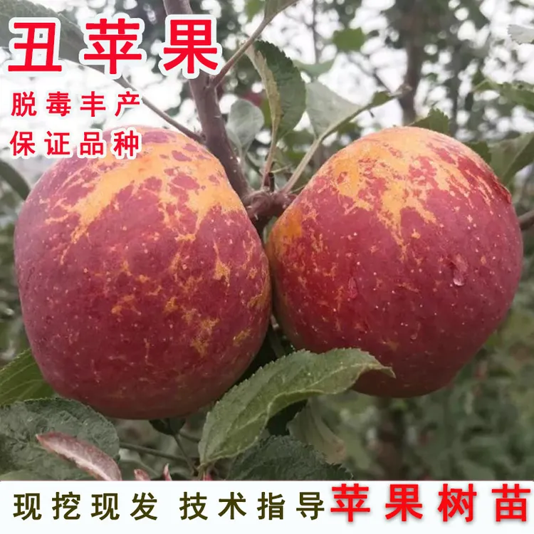 嫁接冰糖心丑苹果树苗云南邵通大凉山苹果苗北南方当年结果果树苗