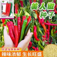 【满五包包邮】摘不败美人椒辣椒种子四季蔬菜种籽孑香辣秧苗籽菜籽