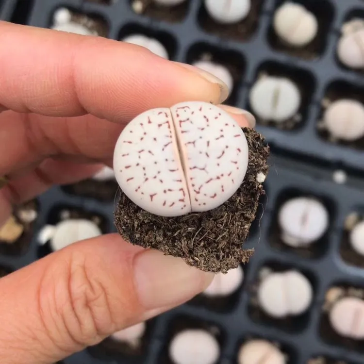 灵耀玉大白生石花多肉植物花卉绿植阳台盆栽创意微景观