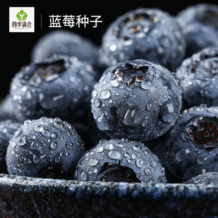 【包邮】蓝莓种子蓝莓树苗种子种子树莓种子种苗盆栽地栽蓝梅树果