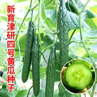 AA新育津研四号黄瓜种子绿芯瓤青瓜种籽春秋农家田园庭院蔬菜孑