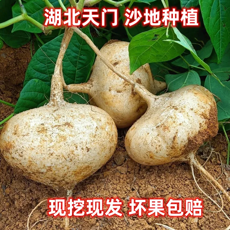 湖北天门地瓜凉薯沙葛现挖现发新鲜水果蔬菜应季地萝卜脆嫩多汁