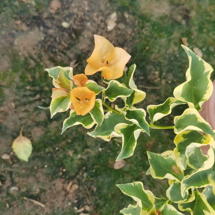 三角梅绿植盆栽四季勤花室外走廊可种植好养绿植不带花原生三角洲