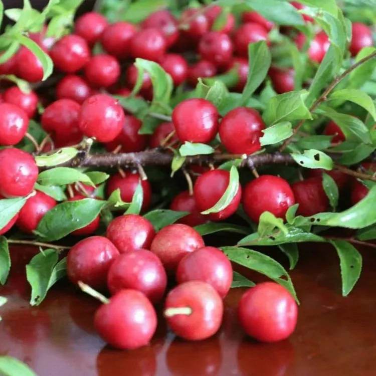 欧李钙果种子家庭阳台四季种植盆栽商品图