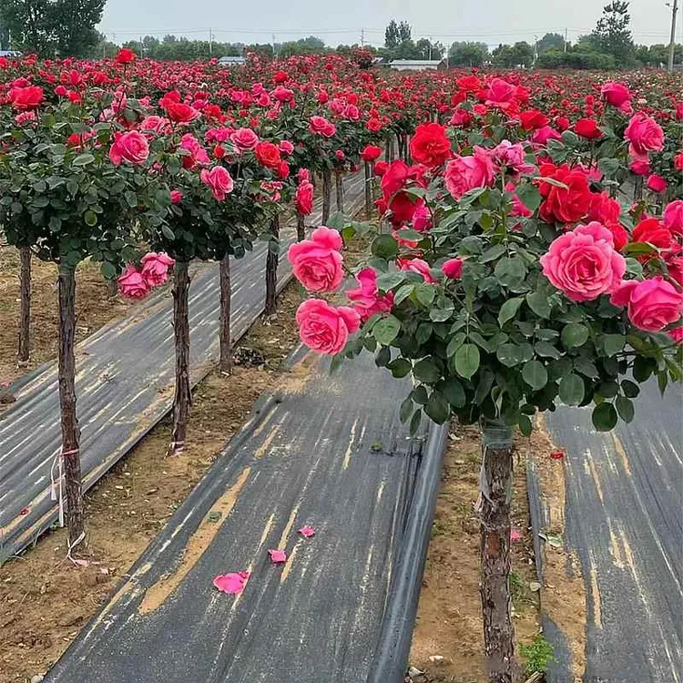 棒棒糖树桩月季花苗特大花玫瑰花树苗四季开花卉植物室内外带花苞