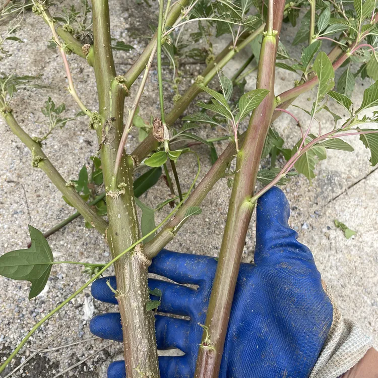 当季苋菜梗新鲜苋菜梗 时令新鲜直达蔬菜现砍 绍兴臭豆腐卤水原料