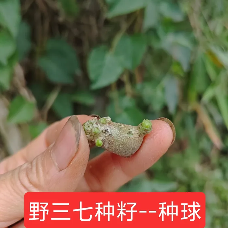 野三七种籽四川藤三七种球盆栽易活