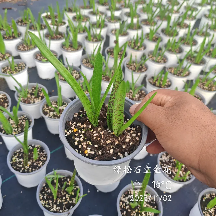 【千行园艺】绿松石立金花盆栽阳台秋植种球1-1.4cm不一定开花