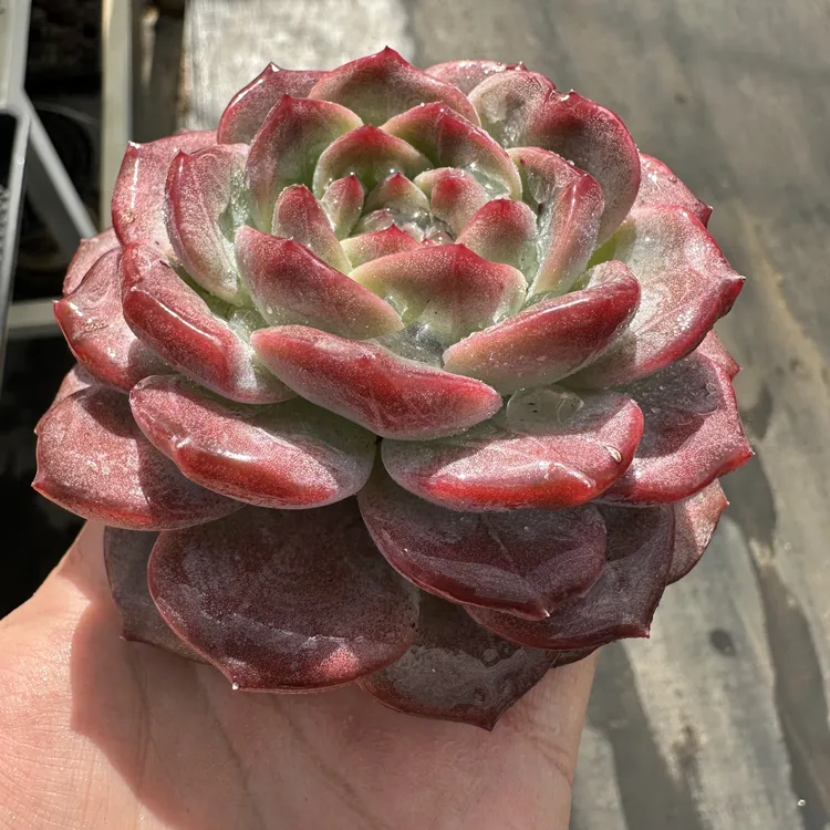 0165-琥珀-从前慢花园东云系多肉植物