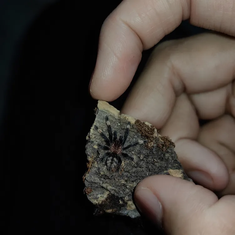 委内瑞拉太阳虎凶猛的树老虎