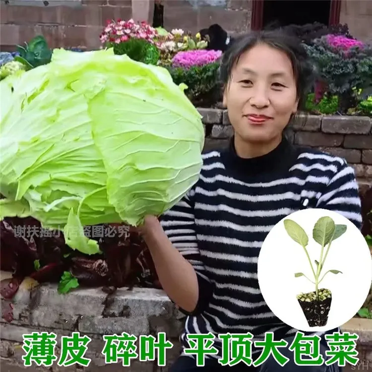 正宗薄皮莲花白包菜秧苗平头大包菜苗平头卷心菜苗带土秋冬菜苗