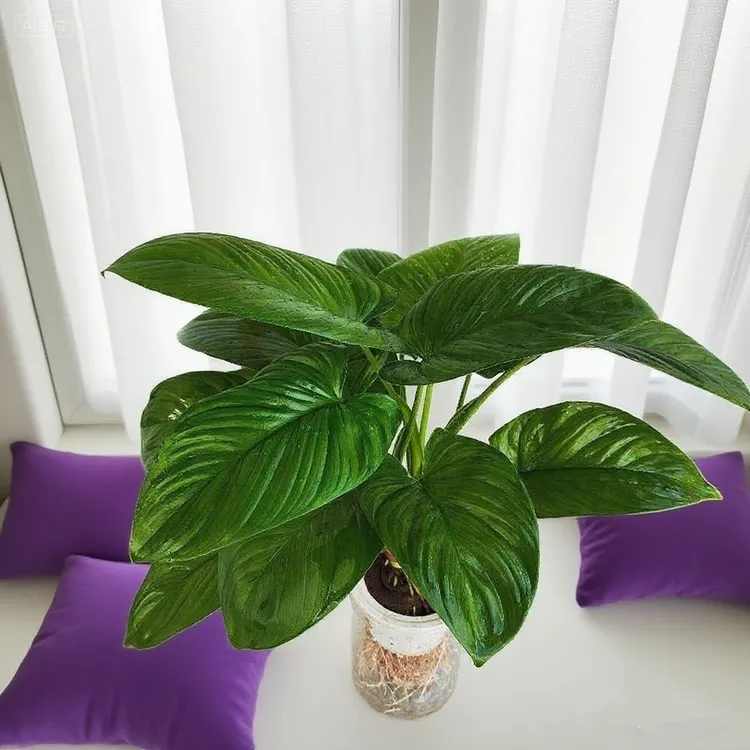 水培绿芙蓉室内聚宝盆花烛盆栽大叶绿植适合懒人好养招财花卉茶室