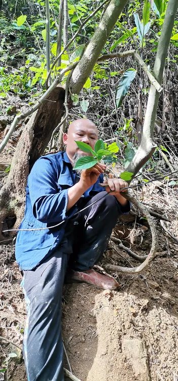 广西深山黑老虎藤干品500克包邮