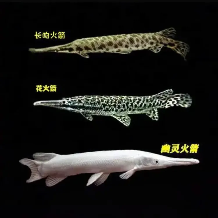 福鳄肉食猛鱼黄白化花火箭长吻鳄古老原生大型淡水观赏鱼活体鱼苗