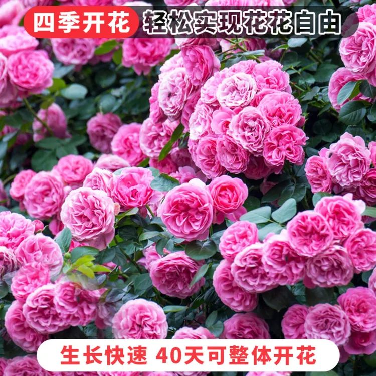 【花海组合种子】家庭阳台小院四季播种花海打造