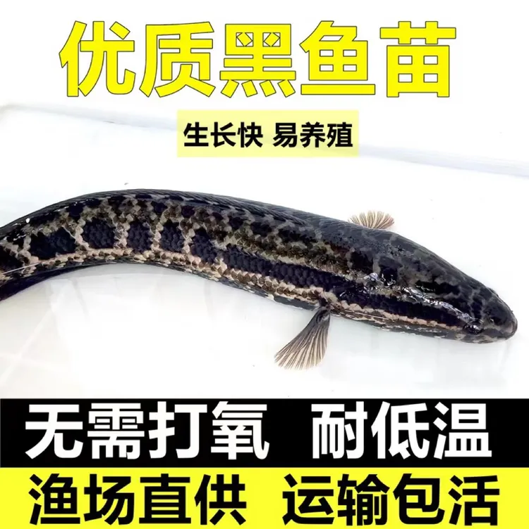 正宗黑鱼苗淡水生鱼养殖食用活体乌鳢财鱼斑鱼凶猛冷水淡水观赏鱼