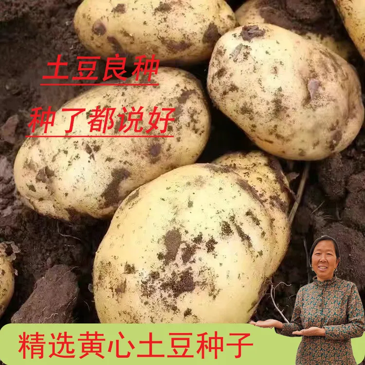 黄皮黄心土豆种子马铃薯种子早熟春秋季播种土豆原种