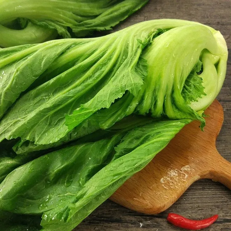 新鲜青菜包芯芥菜盖菜苦菜蔬菜大叶青菜做酸菜用