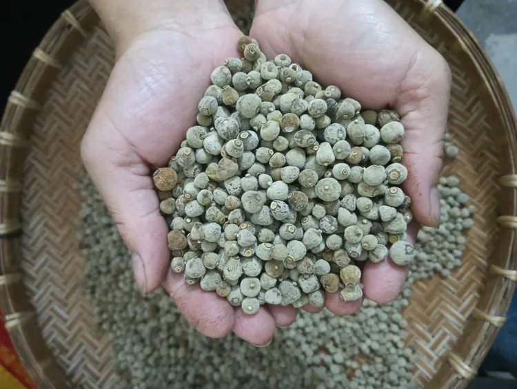 化州橘红小胎珠2号【大岭直发】