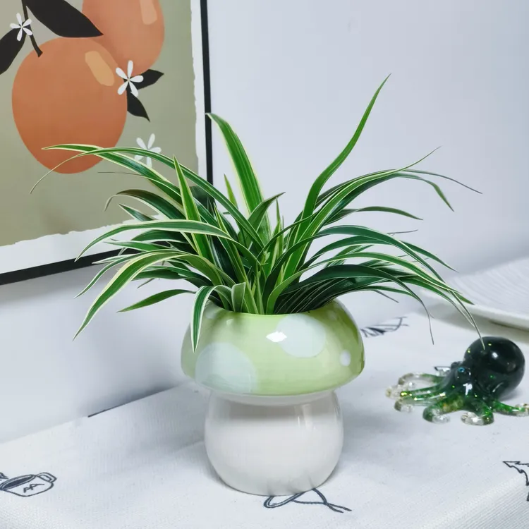 水培金边吊兰蘑菇花盆植物室内水养办公室桌面花卉绿植去用