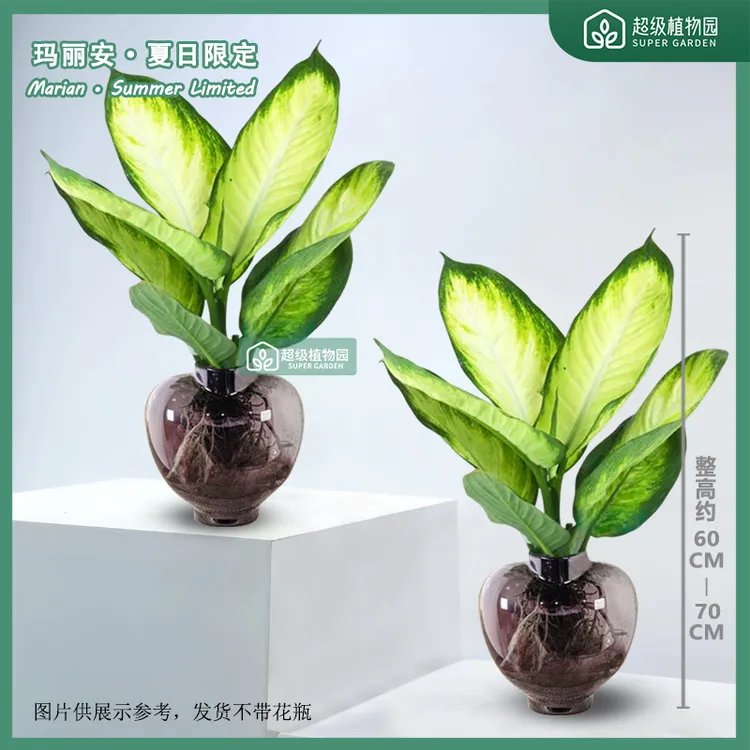 【不带花瓶发货】玛丽安水培室内客厅耐阴净化空气好养绿植60-70cm
