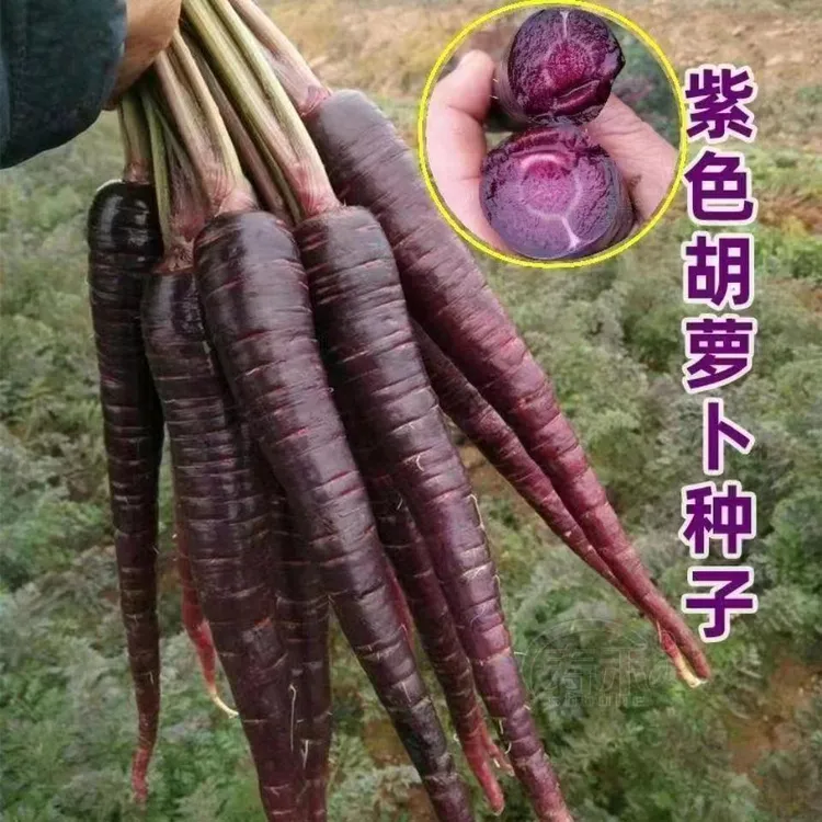 紫色胡萝卜脆甜水果萝卜紫参胡萝卜紫红萝卜蔬菜