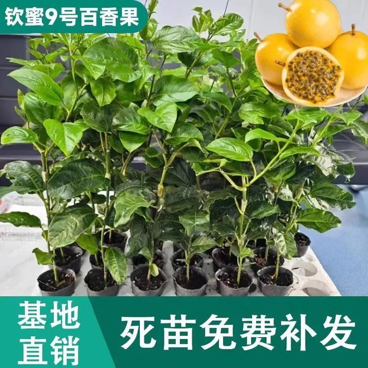 钦蜜9号黄金百香果树纯甜果苗特大南方庭院爬藤盆栽地栽当年结果