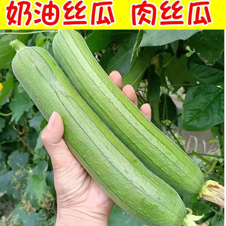 河南奶油小丝瓜肉丝瓜短丝瓜新鲜采摘新鲜发货