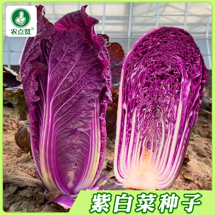 【紫白菜zhonz】种子紫白菜种籽四季播种庭院田地种植农家蔬菜