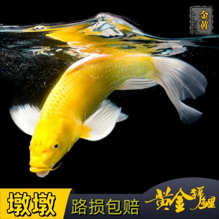 冷水淡水鱼观赏鱼黄金锦鲤龙凤锦鲤小金鱼好养耐活耐寒小体型鱼苗