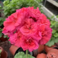 【蜜丝芭莉】重瓣大花球天竺葵  好养勤花品种  包对版
