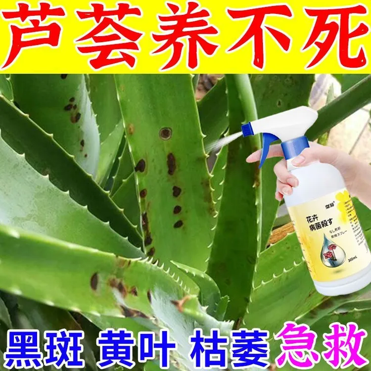 芦荟黑斑褐斑炭疽病专用营养液卷叶蔫枯萎软叶家用盆栽免稀释肥料