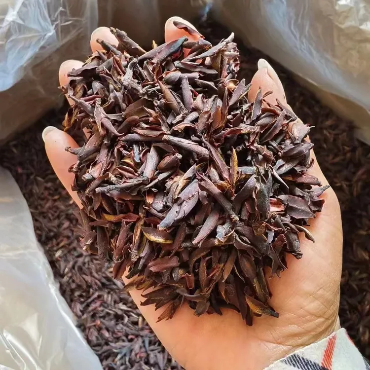 云南野生紫芽孢茶大雪山高山雪芽古树茶