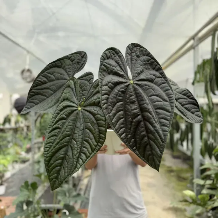 【母本区】天南星科植物热带植物室内好养