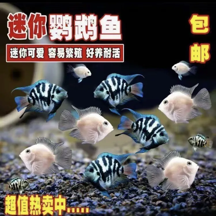 迷你鹦鹉鱼小型热带淡水观赏鱼宝蓝白金易养殖繁殖